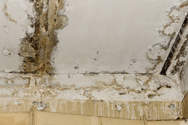 Best Basement Mold Removal  in Beaver Falls, PA